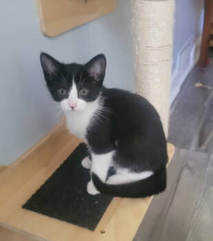 Rescue Domestic Short Hair Cats for Adoption in Bay City, Michigan - Flower | PetCurious