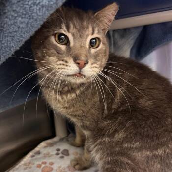 Domestic Short Hair Cats Available for Adoption in Lynchburg, Virginia - Archie | PetCurious