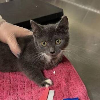 Spock -  Domestic Short Hair Cat for Adoption in Asheville, North Carolina - Spock | PetCurious