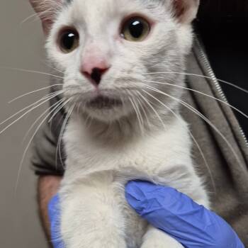 Rescue Domestic Short Hair Cats for Adoption in Yuma, Arizona - Jackie | PetCurious