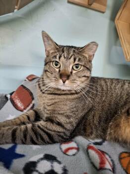 Domestic Short Hair Cats Available for Adoption in Rochester, New Hampshire - Prince AND Allie | PetCurious