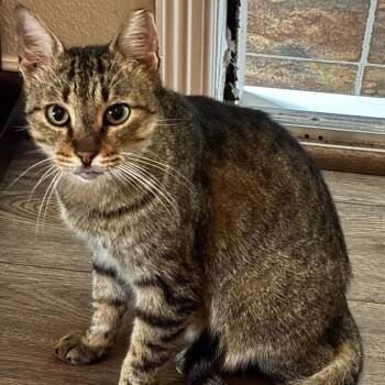 Tabby and Domestic Short Hair Cats Available for Adoption - Pumpkin Pie | PetCurious