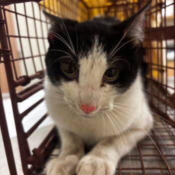 Wil Wheaton -  Domestic Short Hair Cat for Adoption in Bristol, Indiana - Wil Wheaton | PetCurious