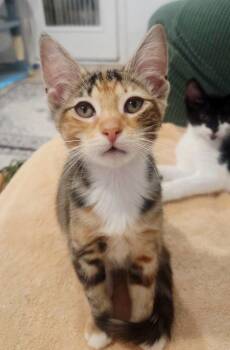 Chili and Poblano -  American Shorthair Cat for Adoption in Stamford, Connecticut - Chili And Poblano | PetCurious