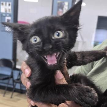 Charlie Brown -  Domestic Short Hair Cat for Adoption in Newark, New Jersey - Charlie Brown | PetCurious