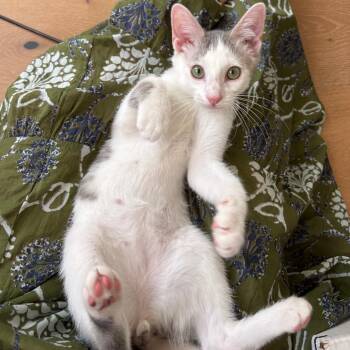 Martagon -  Domestic Short Hair Cat for Adoption in Falls Church, Virginia - Martagon | PetCurious