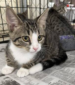 Tippy -  Domestic Short Hair Cat for Adoption in Apollo, Pennsylvania - Tippy | PetCurious