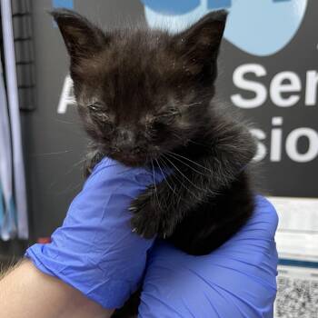 Domestic Short Hair Cats Available for Adoption in Columbus, Georgia - 05/27/2026-Stray-14thAvenue-2 | PetCurious