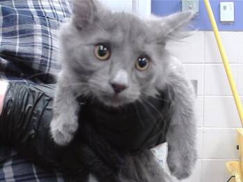 EDDIE -  Domestic Short Hair Cat for Adoption in Omaha, Nebraska - EDDIE | PetCurious