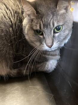 Domestic Short Hair Cats Available for Adoption in Houston, Texas - Lily | PetCurious