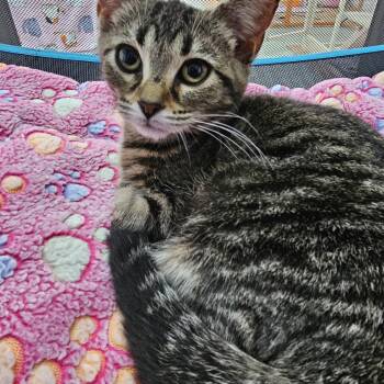 Rescue Domestic Short Hair Cats for Adoption in Toledo, Ohio - Cinnamon | PetCurious
