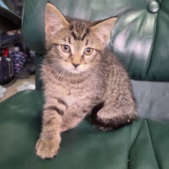 Anga -  Domestic Short Hair Cat for Adoption in Wadena, Minnesota - Anga | PetCurious