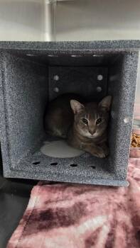 Tone -  Domestic Short Hair Cat for Adoption in Athens, Tennessee - Tone | PetCurious