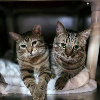 Pops & Artemis-bonded pair -  Domestic Short Hair Cat for Adoption in Myrtle Beach, South Carolina - Pops & Artemis-bonded Pair | PetCurious
