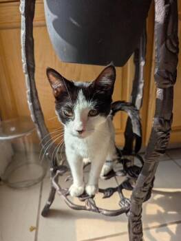 Jesse -  Domestic Short Hair Cat for Adoption in Ogden, Utah - Jesse | PetCurious