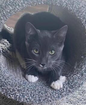 Mayor -  Domestic Short Hair Cat for Adoption in Cumming, Georgia - Mayor | PetCurious