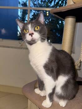Rescue Domestic Short Hair Cats for Adoption in Quail Heights, Florida - Maky & Grisy | PetCurious