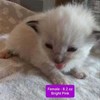 Domestic Short Hair Cats Available for Adoption in Brevard, North Carolina - Velvet | PetCurious