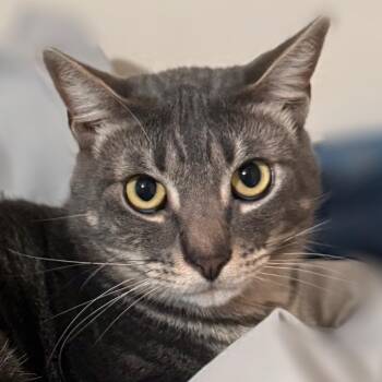Simon -  Domestic Short Hair Cat for Adoption in Houston, Texas - Simon | PetCurious
