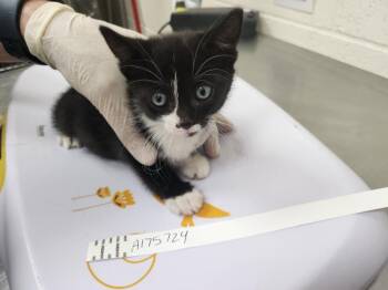 ELLEN -  Domestic Short Hair Cat for Adoption in Santa Fe, New Mexico - ELLEN | PetCurious