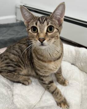 Sugar -  Tabby Cat for Adoption in New York, New York - Sugar | PetCurious