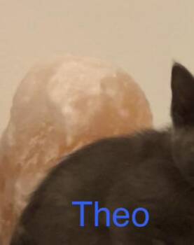 Russian Blue Cats Available for Adoption in Casselberry, Florida - Theodore | PetCurious
