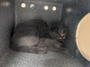 Domestic Long Hair Cats Available for Adoption in Pueblo, Colorado - GORDAN IN THE BARN | PetCurious