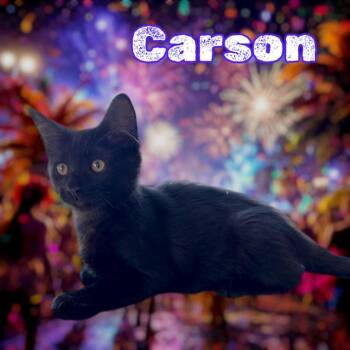 CARSON -  Domestic Short Hair Cat for Adoption in Visalia, California - CARSON | PetCurious