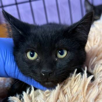 Rescue Domestic Short Hair Cats for Adoption in Redwood Valley, California - Rock | PetCurious