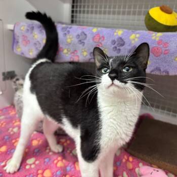 Mollie -  Domestic Short Hair Cat for Adoption - Mollie | PetCurious