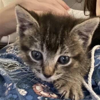 HARRISON -  Domestic Medium Hair Cat for Adoption in Auburn, California - HARRISON | PetCurious