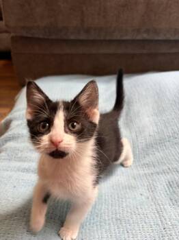 Miss Tuxe -  Domestic Short Hair Cat for Adoption in Farmington, Minnesota - Miss Tuxe | PetCurious