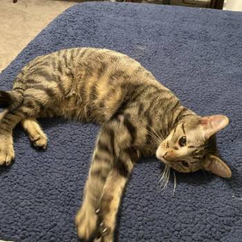 Domestic Short Hair Cats Available for Adoption in Evanston, Illinois - Pretzel | PetCurious