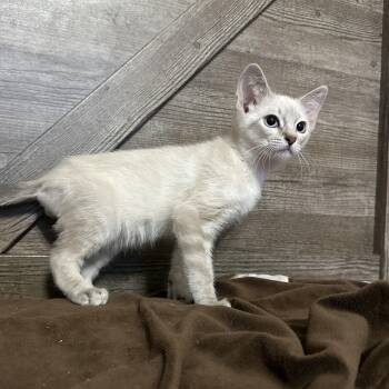 Buzz -  Siamese and Domestic Short Hair Cat for Adoption in San Tan Valley, Arizona - Buzz | PetCurious