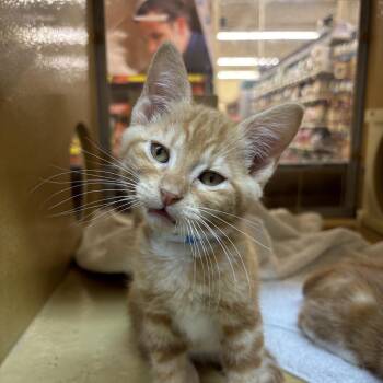 Bodhi -  Domestic Medium Hair Cat for Adoption in Newberg, Oregon - Bodhi | PetCurious