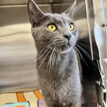 Domestic Short Hair Cats Available for Adoption in Winchendon, Massachusetts - Henri | PetCurious