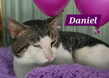 Domestic Short Hair Cats Available for Adoption in Jim Thorpe, Pennsylvania - Daniel | PetCurious