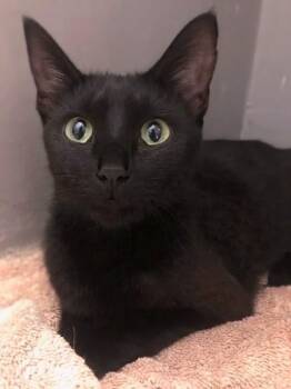 Elvira -  Domestic Short Hair Cat for Adoption in Woodstock, Illinois - Elvira | PetCurious