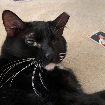 Minnie -  Domestic Short Hair Cat for Adoption in Oviedo, Florida - Minnie | PetCurious
