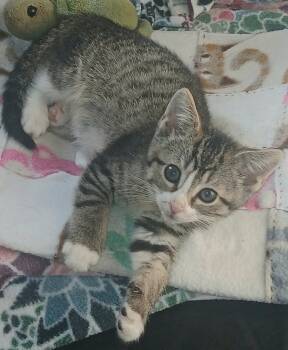 Rescue Domestic Short Hair Cats for Adoption in Chicago, Illinois - Allie | PetCurious