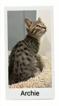 Archie -  Domestic Short Hair Cat for Adoption in Caistor Centre, Ontario - Archie | PetCurious