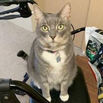 Louie -  Domestic Short Hair Cat for Adoption in Pasadena, California - Louie | PetCurious