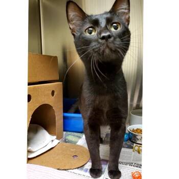Rum Tum -  Domestic Short Hair Cat for Adoption - Rum Tum | PetCurious