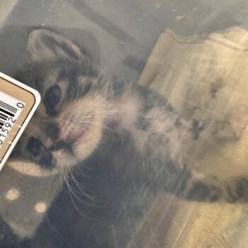 Sabbath -  Domestic Short Hair Cat for Adoption in San Antonio, Texas - Sabbath | PetCurious