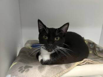 Domestic Short Hair Cats Available for Adoption in Tulsa, Oklahoma - EZRA | PetCurious