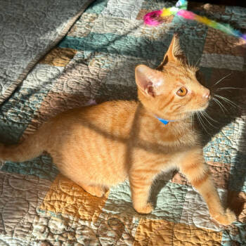 Rescue Domestic Short Hair Cats for Adoption in Evansville, Indiana - Adam | PetCurious