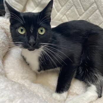 Rescue Domestic Short Hair Cats for Adoption in Hawthorne, California - Misa | PetCurious