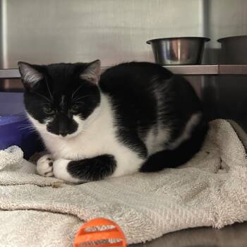 Domestic Short Hair Cats Available for Adoption - Simon | PetCurious