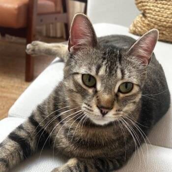 Domestic Short Hair Cats Available for Adoption - Tanzy *MUST BE ADOPTED WITH TOFU* | PetCurious