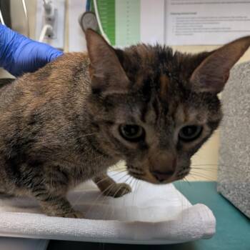 Domestic Short Hair Cats Available for Adoption in Pasadena, California - Harmony | PetCurious